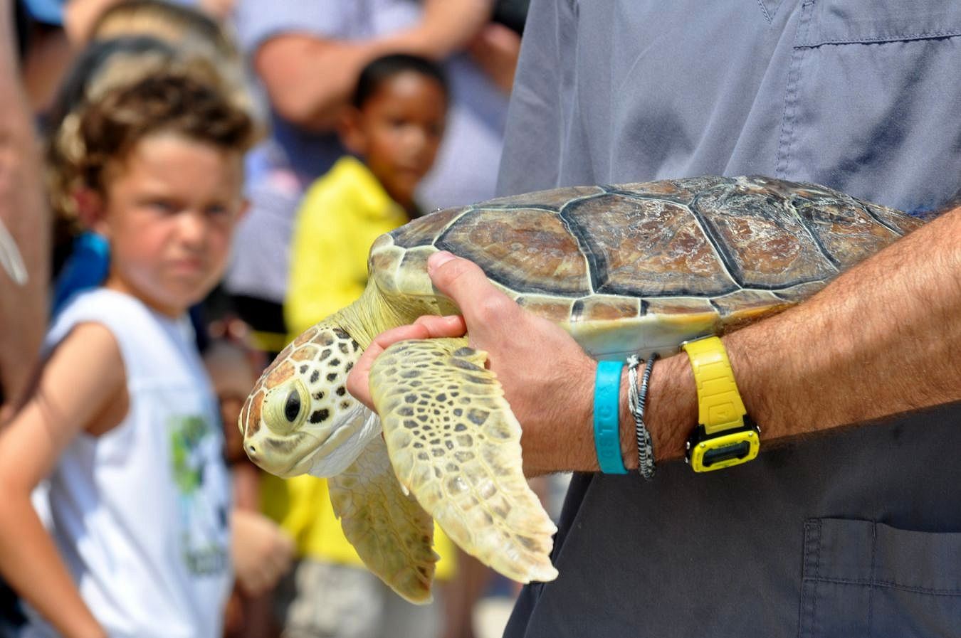Wild Amelia Nature Festival Ga Sea Turtle Center draws huge crowd as