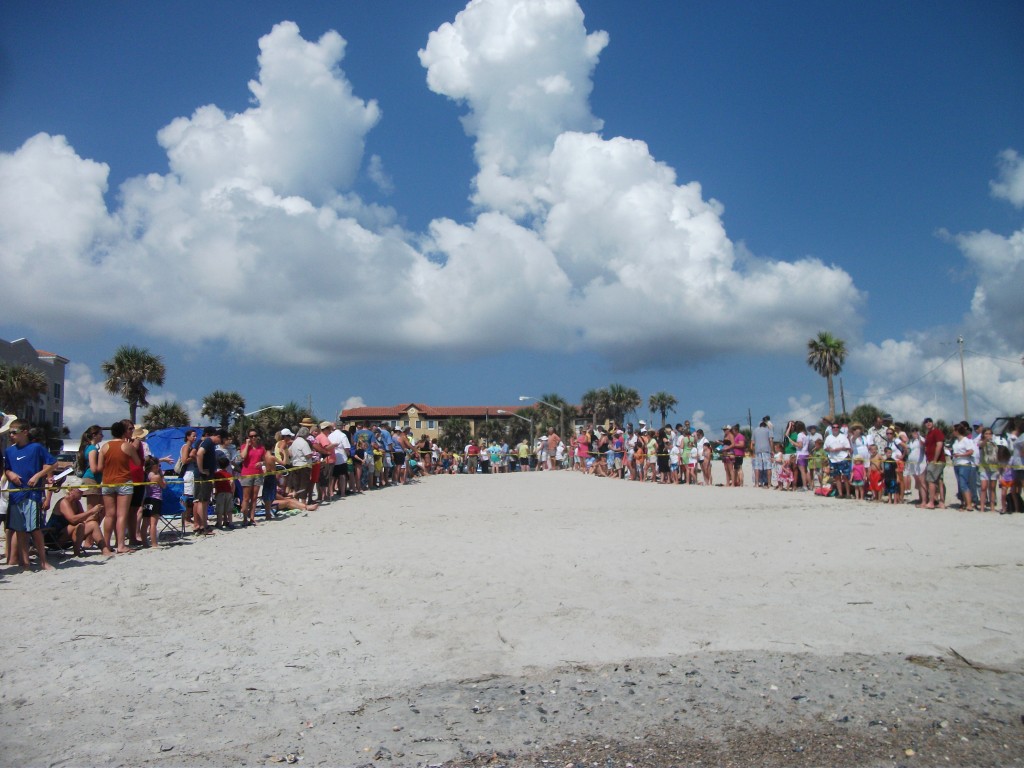 Wild Amelia Nature Festival Ga Sea Turtle Center draws huge crowd as