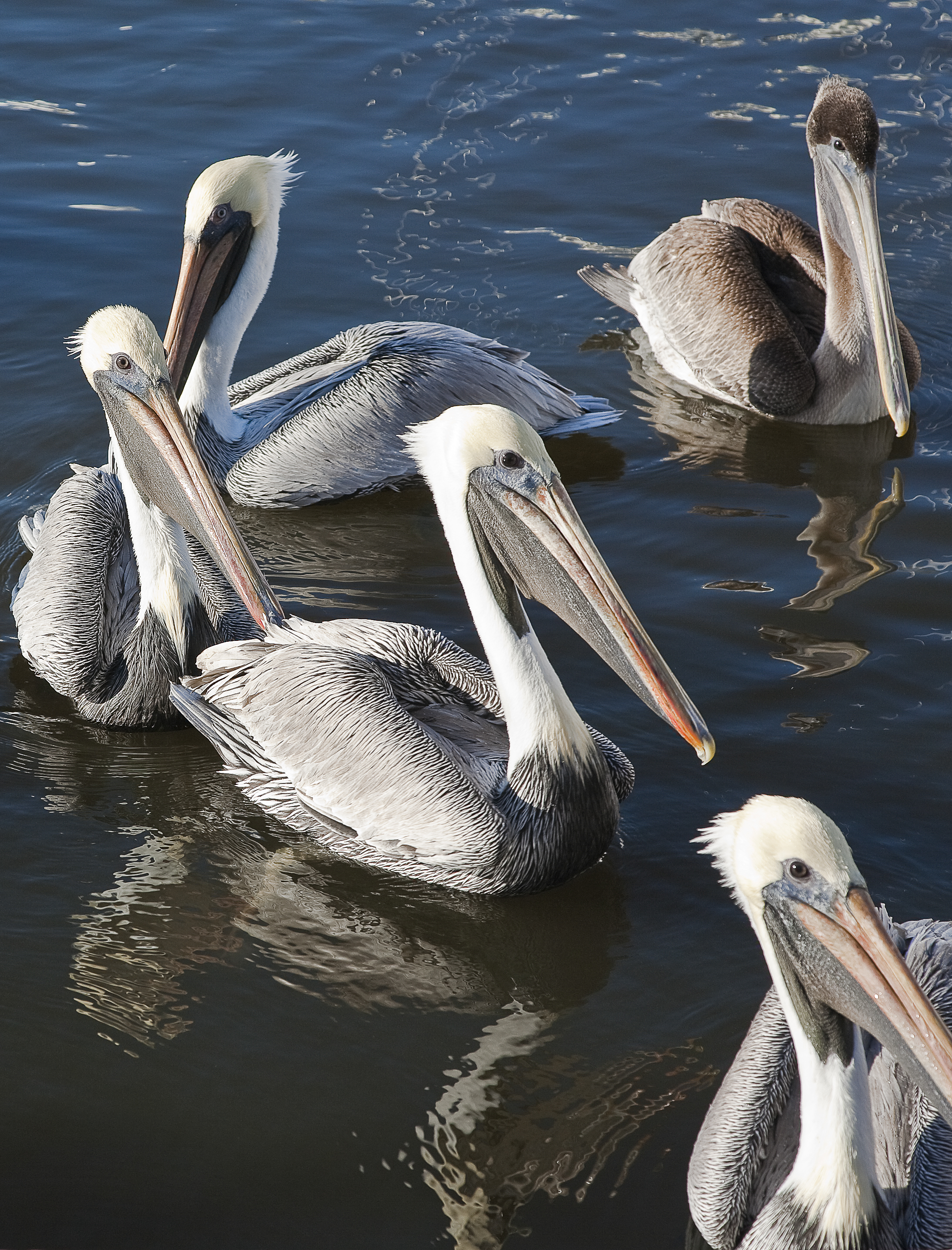 Pelicans Photo courtesy of Wayne Howard