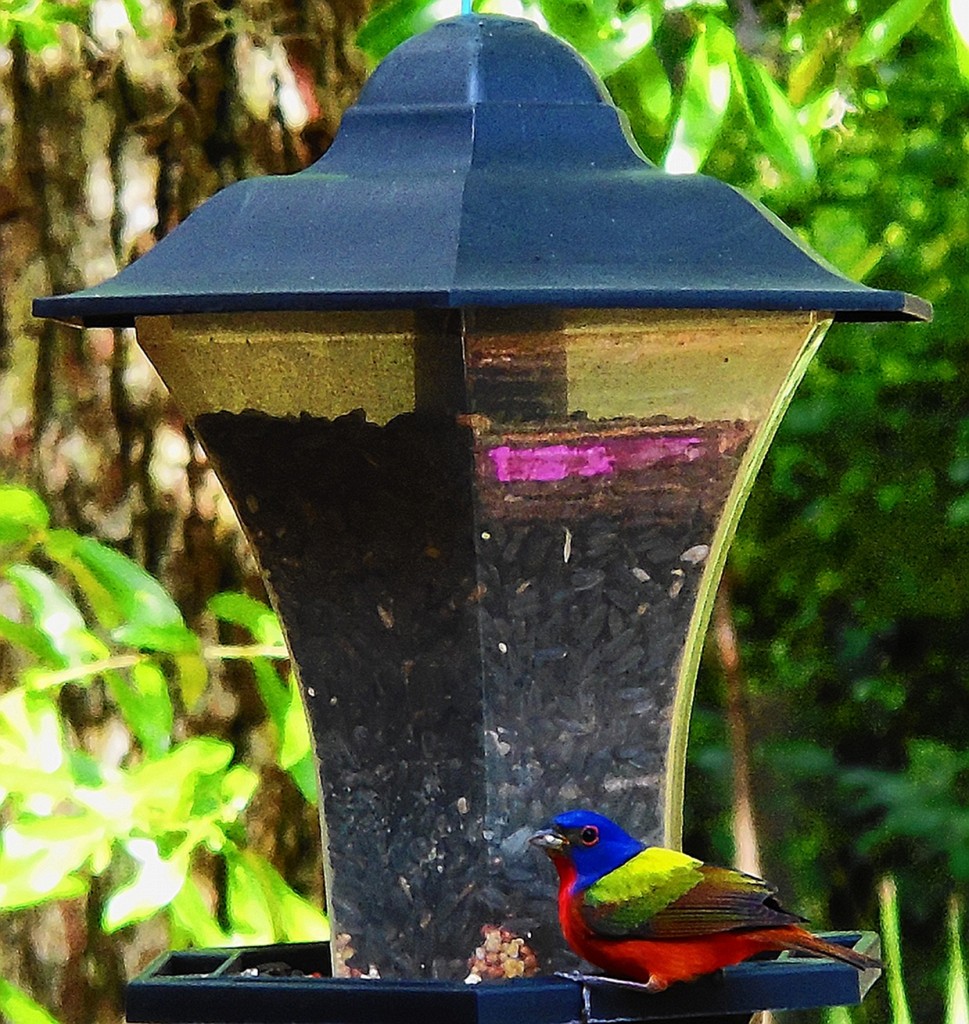 Painted Bunting Photo courtesy of Don Weist