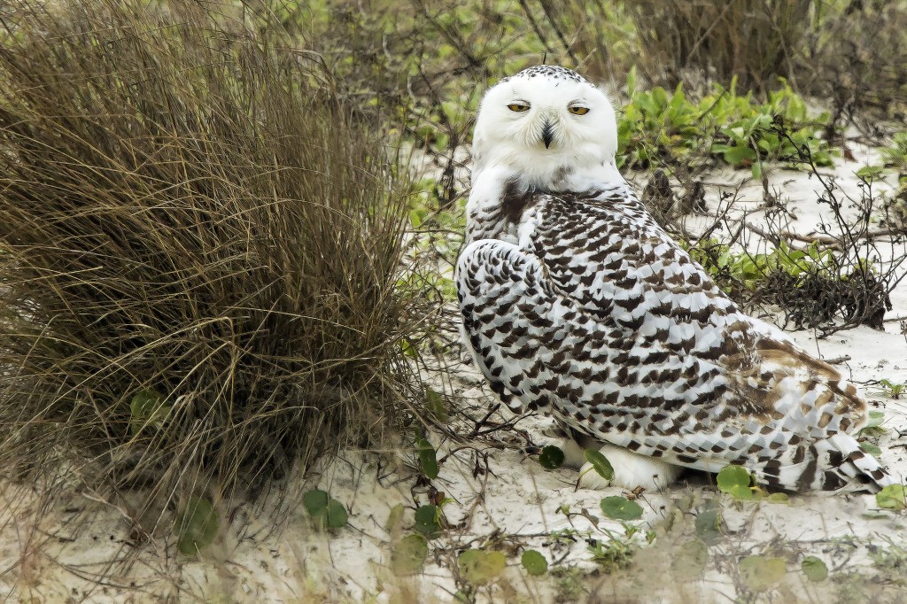 Snowy Owl  stephan leimburg