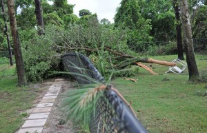 Recent storm damage at Fernandina Beach Dog Park