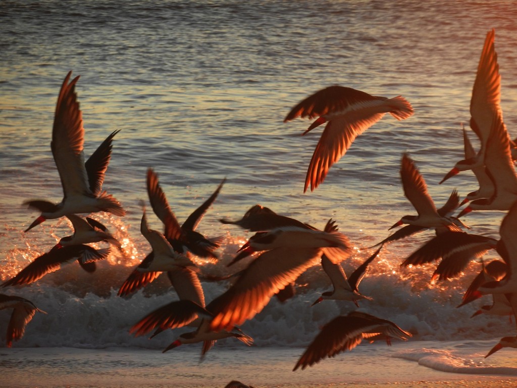 Photo courtesy of Priscilla Footlike "Skimmers at Dawn"