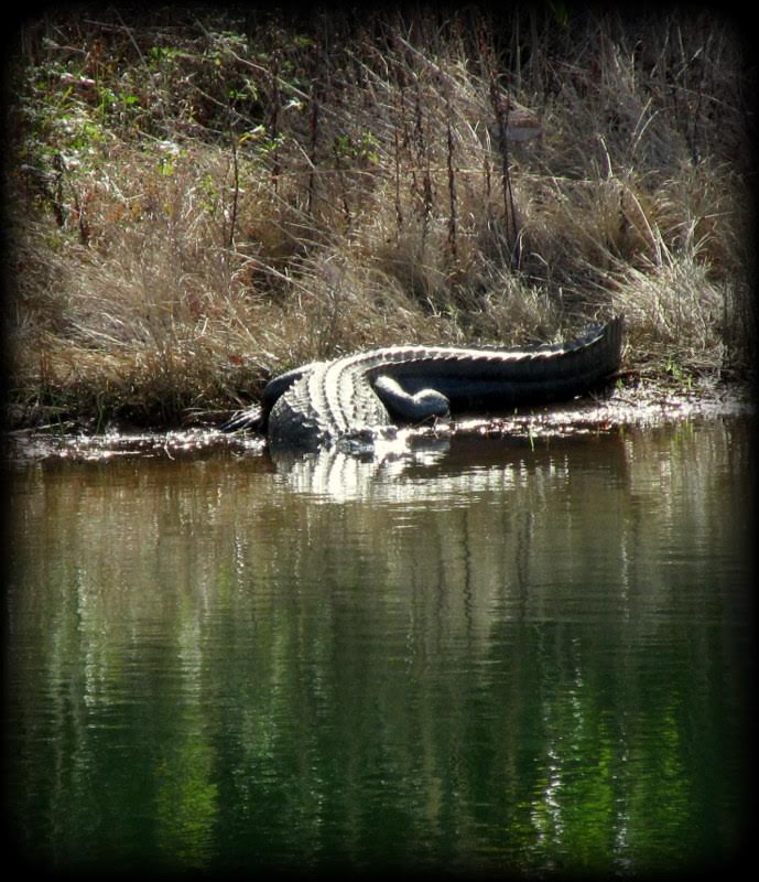 Alligator GAle Jameyson