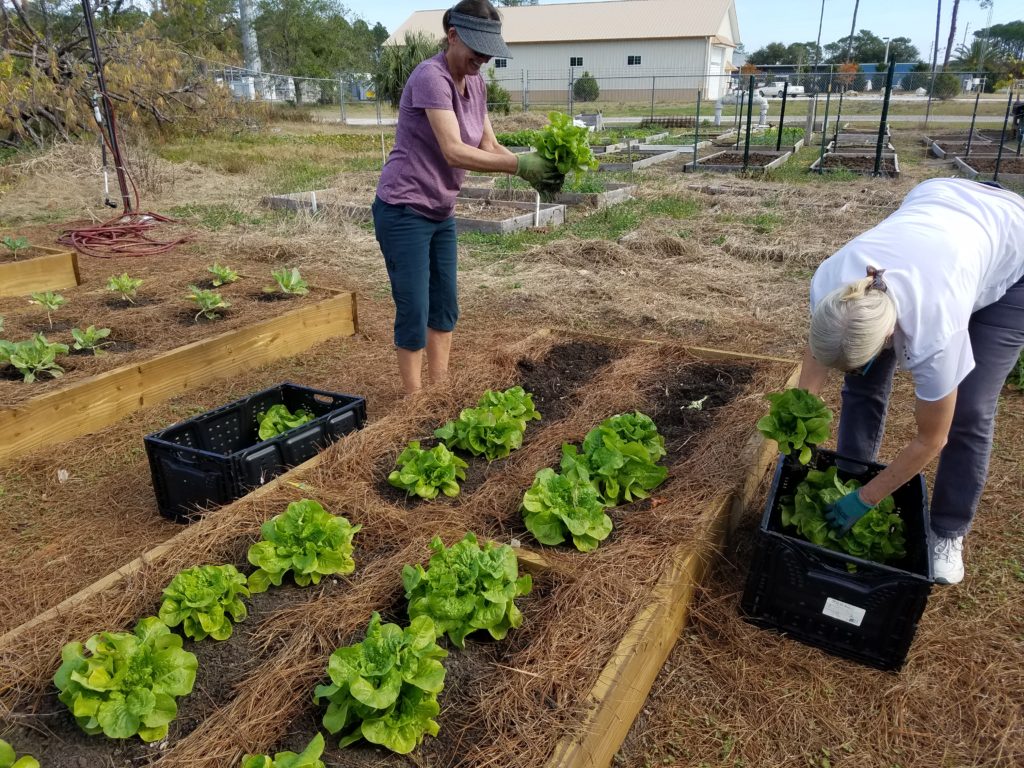 Barnabas Community Garden Helps Feed Nassau County Neighbors