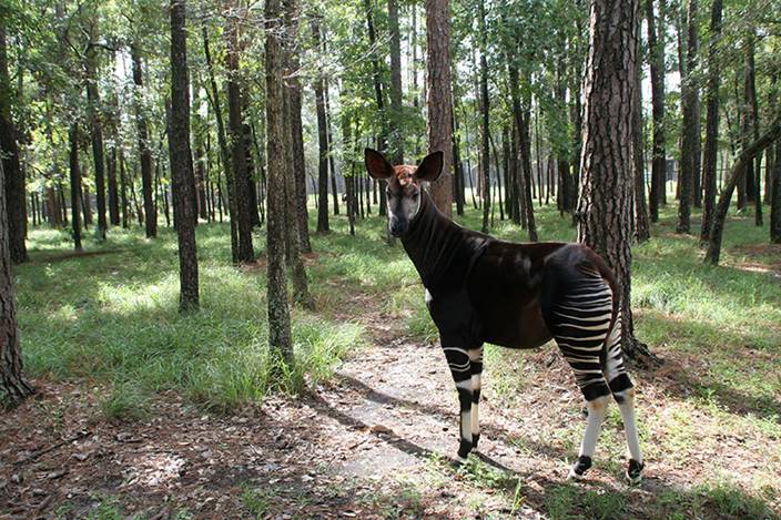 Happy World Okapi Day! - Fernandina Observer