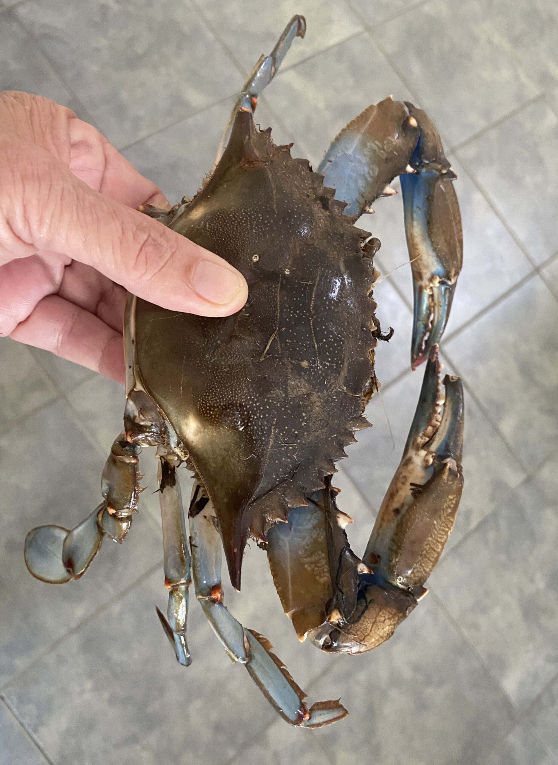 Can we talk about crab snares for a minute? (For Dungeness) I'm
