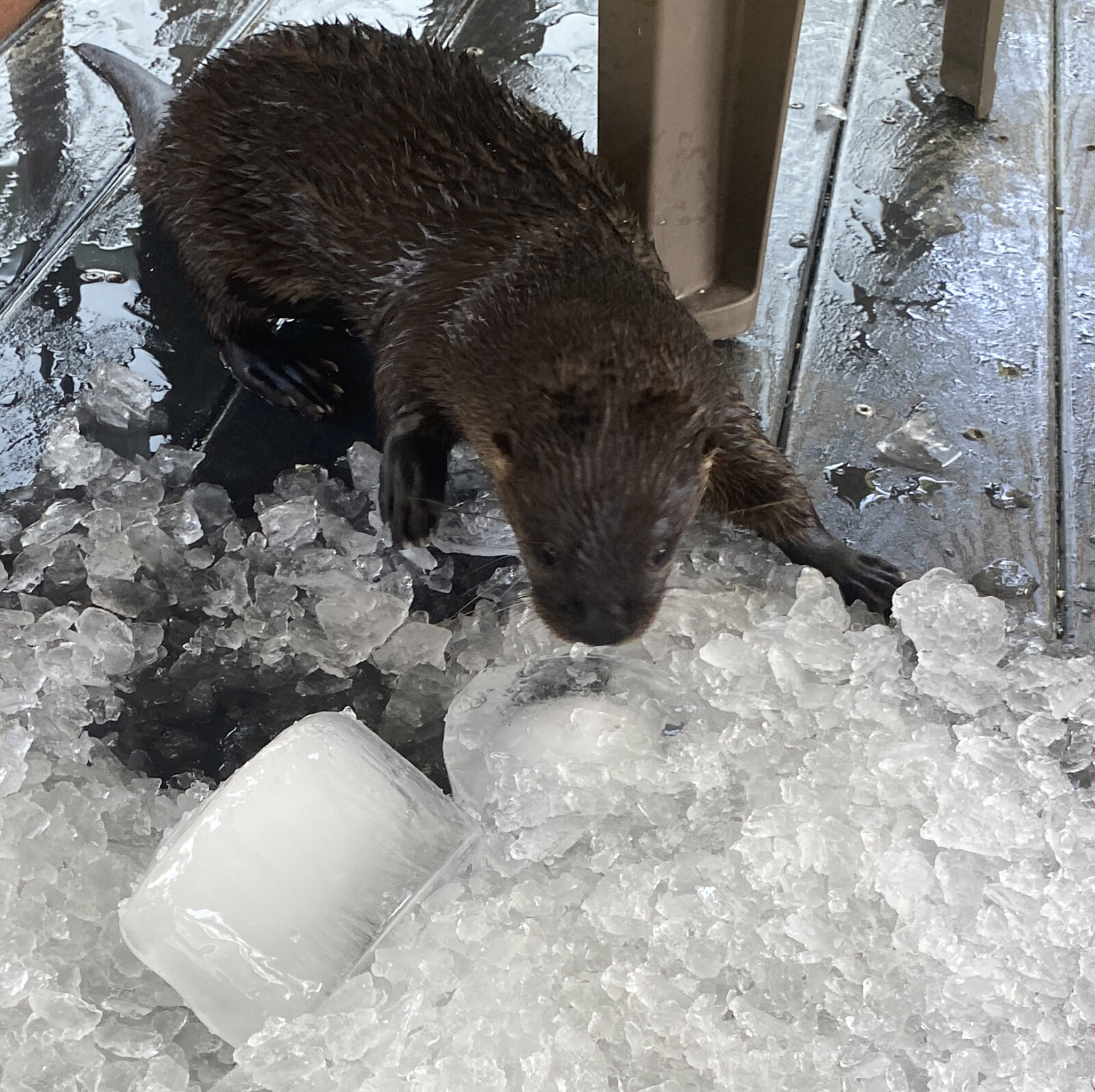 Pat's Wildways: Otter Ice Capades